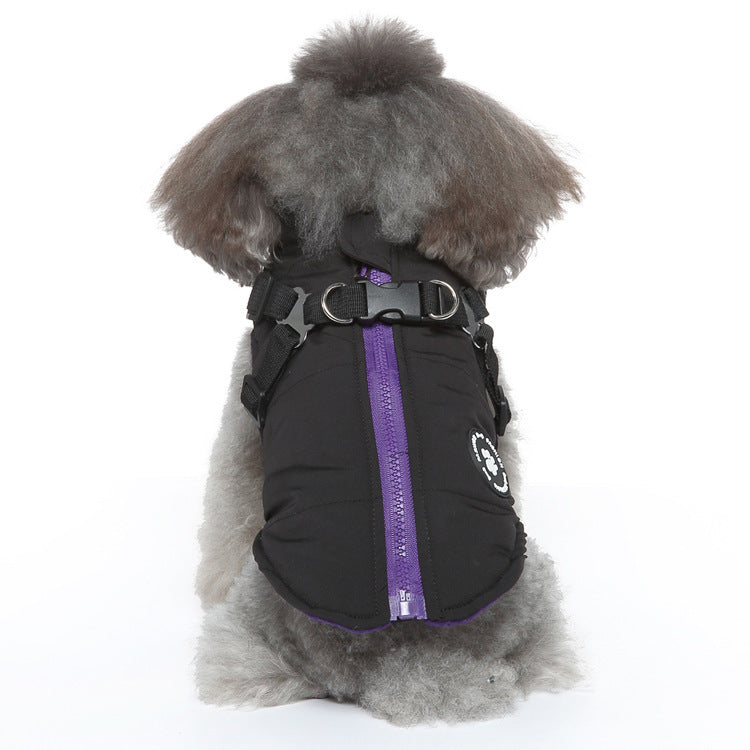 Dog wearing a black chest strap jacket coat with purple accents, showcasing a stylish and comfortable design.