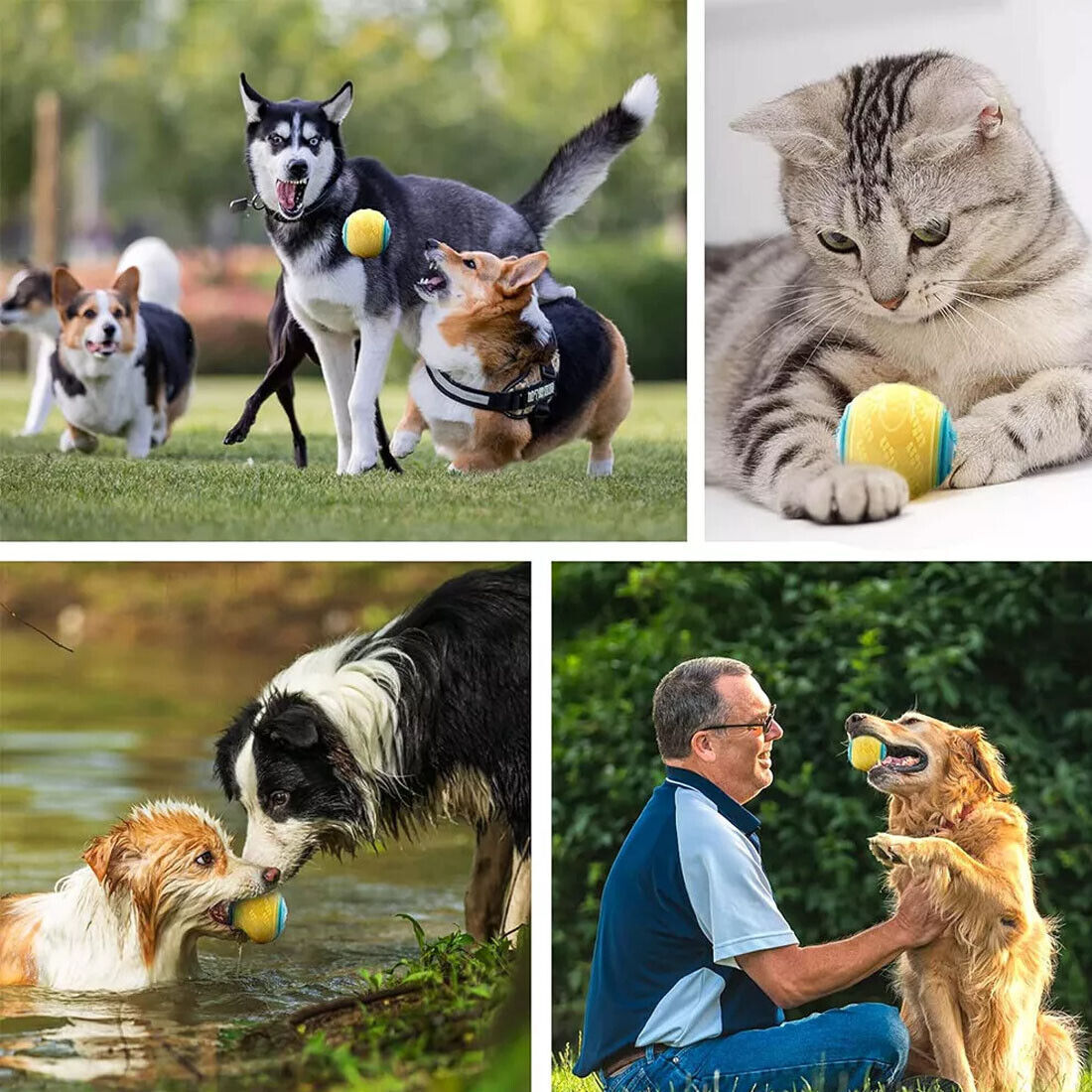 Collage of dogs playing with squeaky balls outdoors, a cat with a ball, and a man enjoying time with a dog.